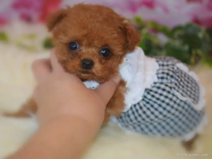 ID:1704-01039の子犬