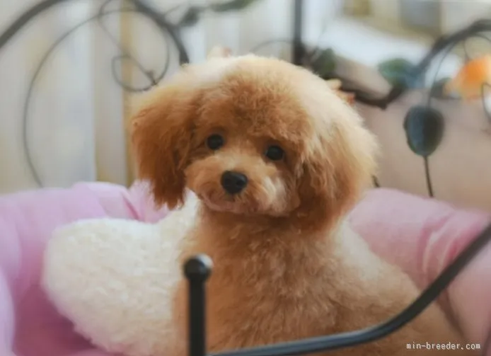 ID:1507-00243の子犬