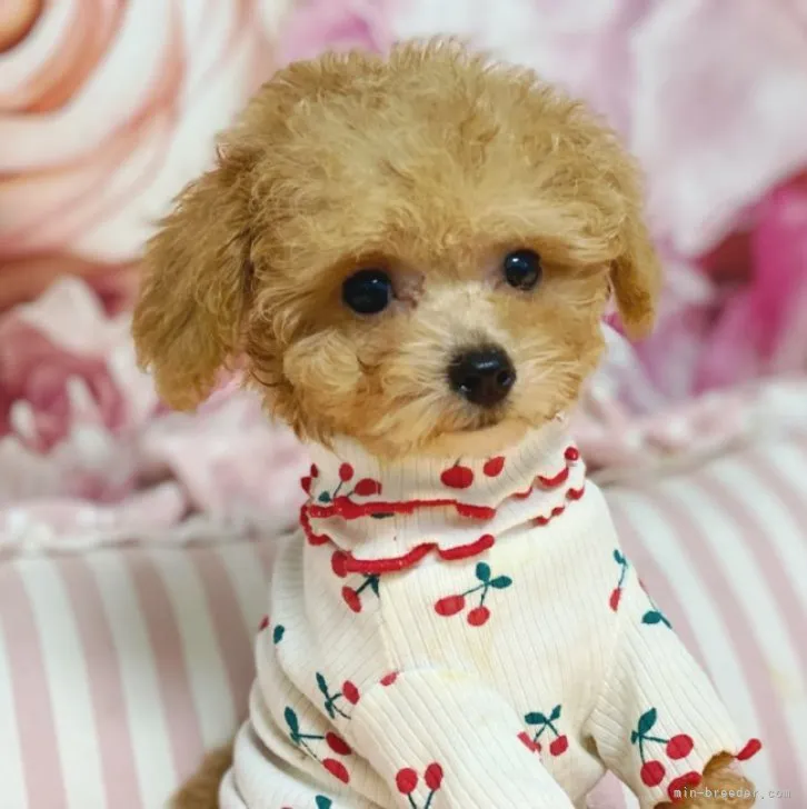 ID:2309-03228の子犬