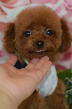 トイプードル(タイニー)【千葉県・男の子・2017年1月23日・レッド】の写真「タイニー前半予想のおめめクリクリくん」