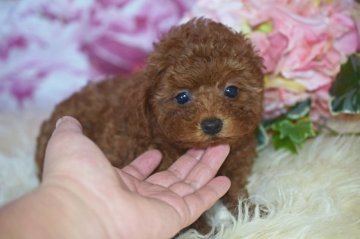 トイプードル(トイ)【千葉県・女の子・2018年1月14日・レッド】の写真「毛量バッチリモフモフちゃん」