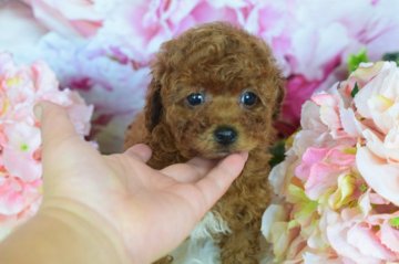 トイプードル(トイ)【千葉県・女の子・2018年2月12日・レッド】の写真「初めて飼う方も安心なサイズです」