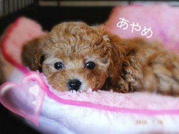 トイプードル(タイニー)【千葉県・女の子・2015年11月24日・アプリコット】の写真「アプリの激カワちゃん」