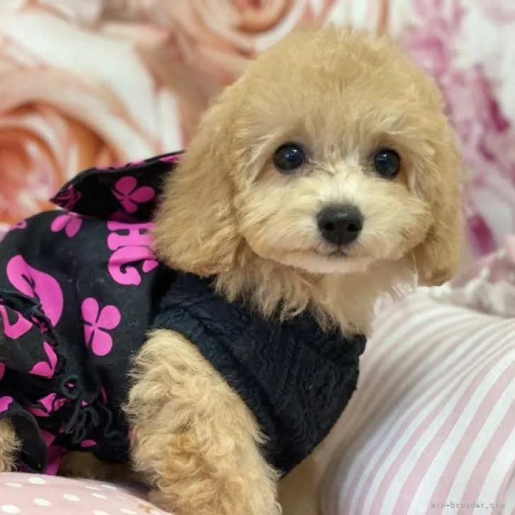 ID:2208-03209の子犬