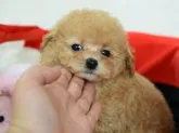 ティーカッププードル【千葉県・男の子・2016年1月10日・アプリコット】の写真2