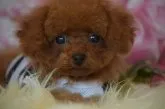 タイニープードル【千葉県・男の子・2017年1月23日・レッド】の写真5