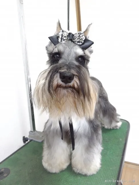 カイ君 様のお迎えした子犬