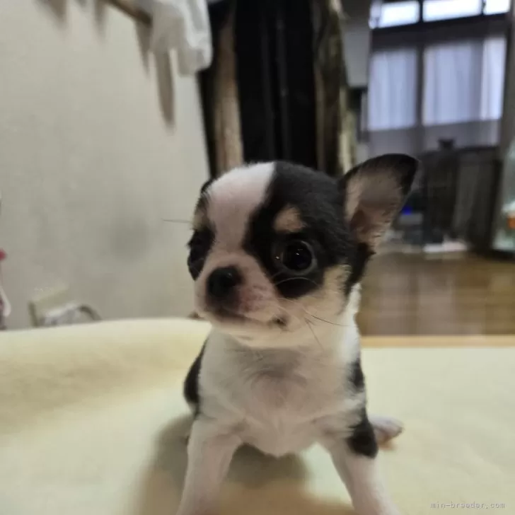 ID：2501-07571の子犬