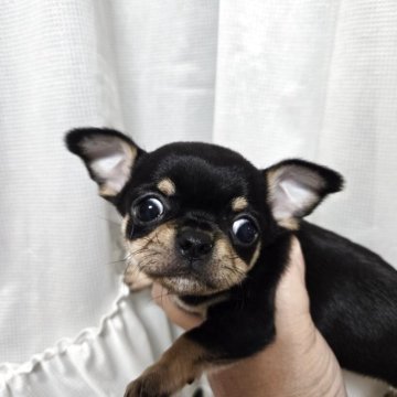 チワワ(スムース)【大阪府・男の子・2025年3月21日・ブラタン&ホワイト】の写真「かわいいスム君」