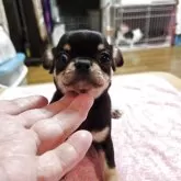 チワワ(スムース)