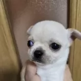 チワワ(スムース)