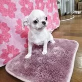 チワワ(スムース)