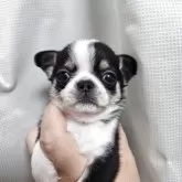 チワワ(スムース)