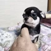 チワワ(スムース)