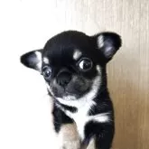 チワワ(スムース)