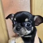 チワワ(スムース)