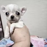 チワワ(スムース)