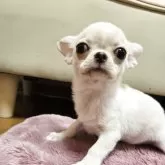 チワワ(スムース)