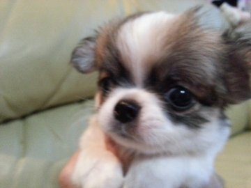 チワワ(ロング)【大阪府・女の子・2014年5月29日・パーティ】の写真「丸いお顔でお鼻ペッタンコのかわいい女の子」