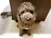 トイプードル(トイ)