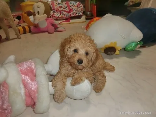 ID:1808-01285の子犬