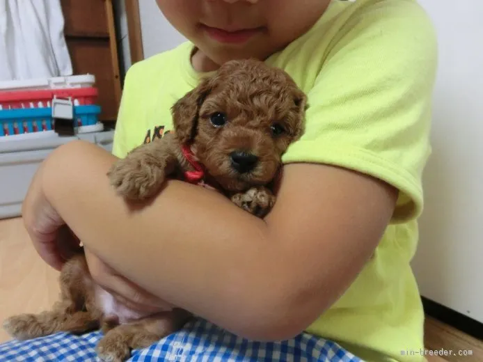 ID：1508-00200の子犬