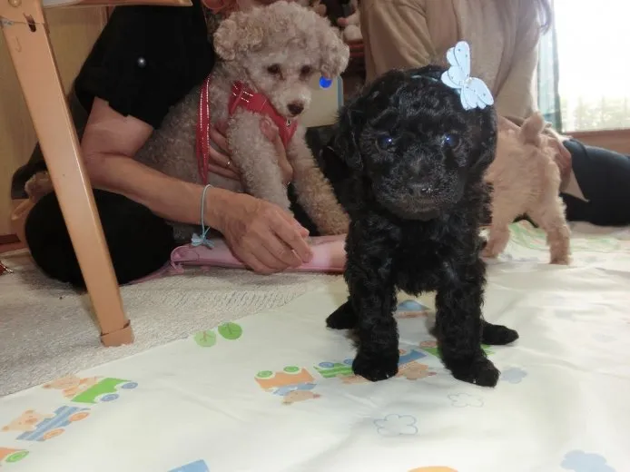 ID:1506-01061の子犬