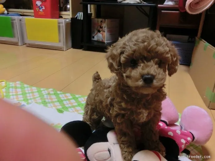 ID：1507-01742の子犬