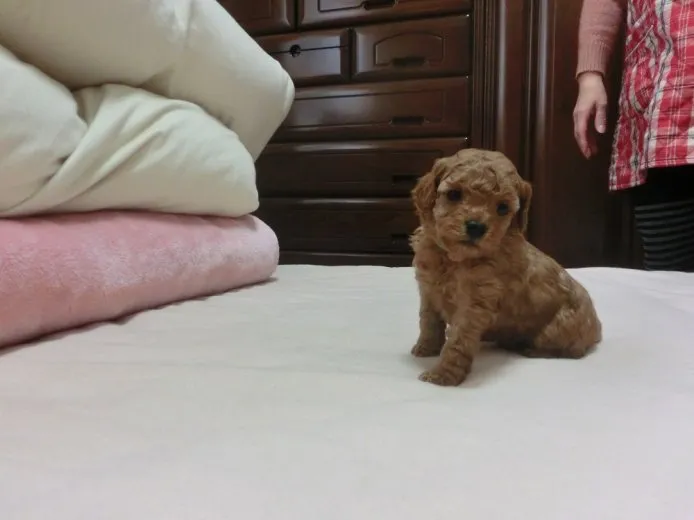 ID：1412-01268の子犬