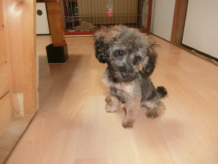ID:1606-00112の子犬