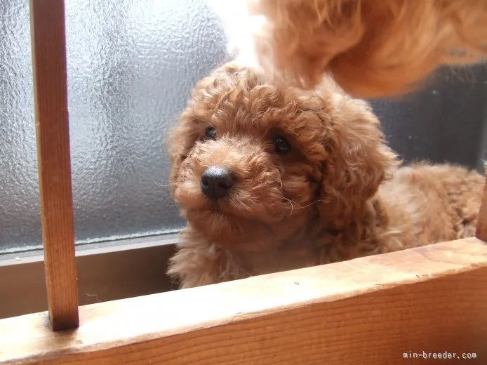 夢のお父さん 様のお迎えした子犬