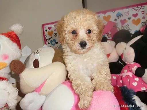 ぽっぽ 様のお迎えした子犬