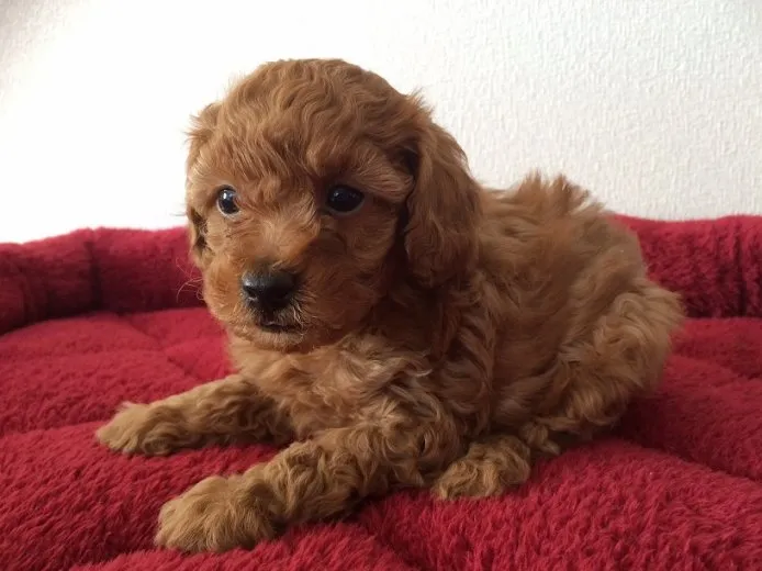 ID:1412-01269の子犬