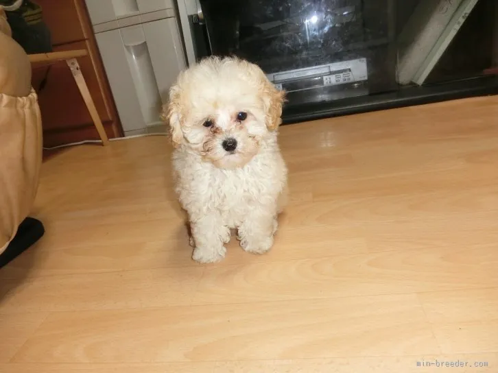 ID:1511-01553の子犬