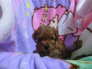 トイプードル(トイ)【神奈川県・男の子・2015年2月12日・レッド】の写真「マズルの短いワンちゃんです。PRA発症しません」