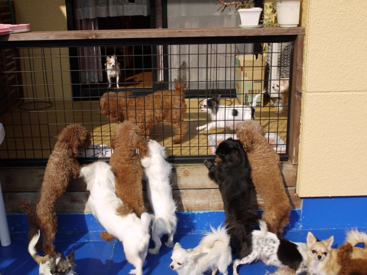 運動場も衛生第一｜中山　泰彦(なかやま　やすひこ)ブリーダー(愛知県・トイプードルなど・JKC登録)の紹介写真2