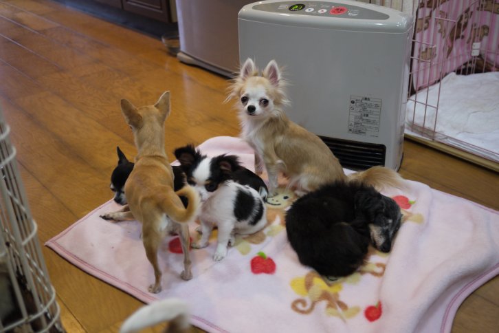 中山　泰彦(なかやま　やすひこ)ブリーダー(愛知県・トイプードルなど・JKC登録)の紹介写真3