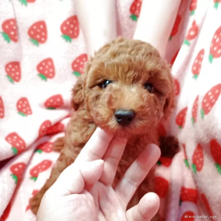 ID:2506-01088の子犬