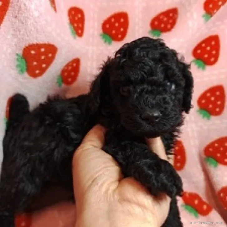 K.N 様のお迎えした子犬