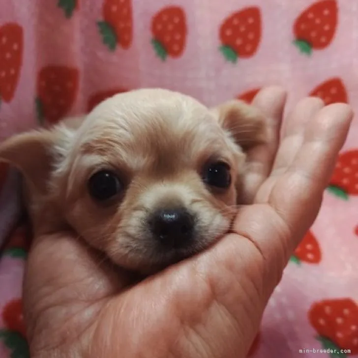 モカ 様のお迎えした子犬