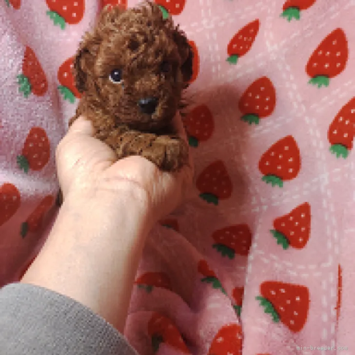 シェリー 様のお迎えした子犬