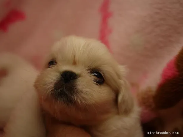 むっく大好き 様のお迎えした子犬