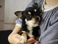 チワワ(ロング)【・男の子・2016年2月26日・ブラックタン】