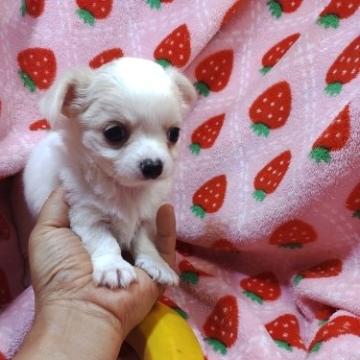 チワワ(ロング)【愛知県・男の子・2022年9月18日・ホワイト&クリーム】の写真「アップルヘッド　すこし出っ歯　 両親遺伝子検済」