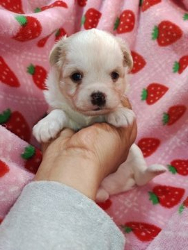 チワワ(ロング)【愛知県・男の子・2021年12月17日・ホワイト クリーム】の写真「大きいですがかわいいよ」