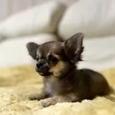 チワワ(ロング)