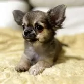 チワワ(ロング)