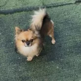 チワワ(ロング)【埼玉県・男の子・2025年8月13日・セーブル】の写真3「当犬舎自慢のパパも男前でしょ？」