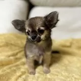 チワワ(ロング)【埼玉県・男の子・2025年8月13日・セーブル】の写真5「可愛い♡」