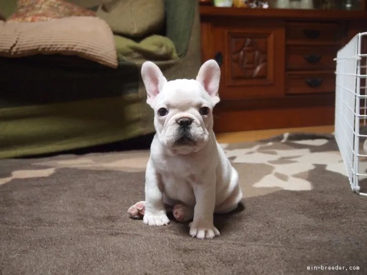 ID：1812-01221の子犬